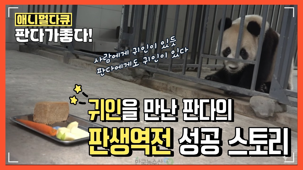 [EN/JP] 사람에게 귀인이 있듯 판다에게도 귀인이 있다 #giantpanda #animallife | 애니멀다큐 판다가 좋다