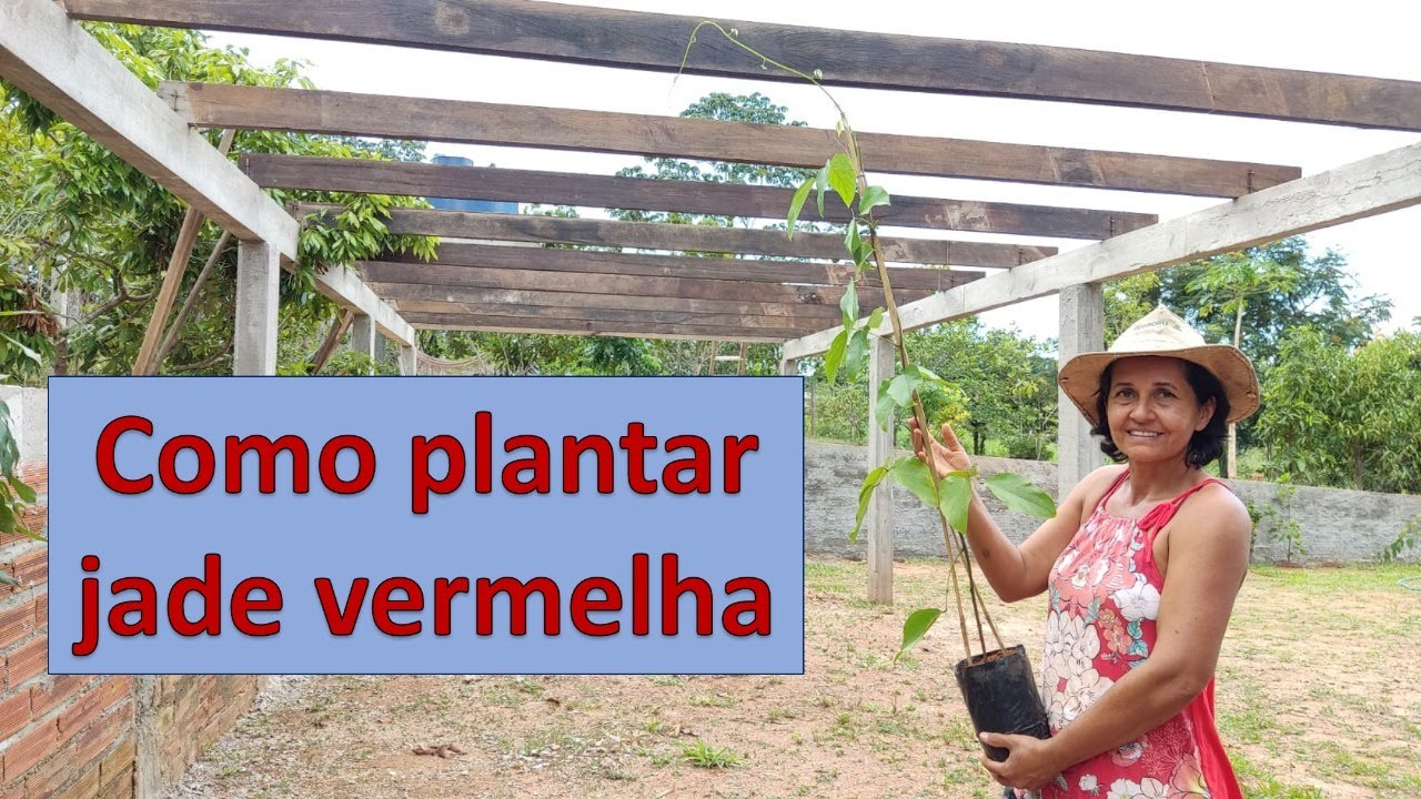 Não plante jade vermelha antes de ver esse vídeo!
