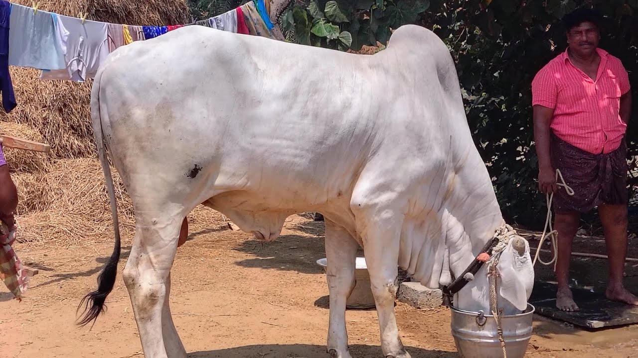 Top quality Ongole breed 2 teeth bull 61