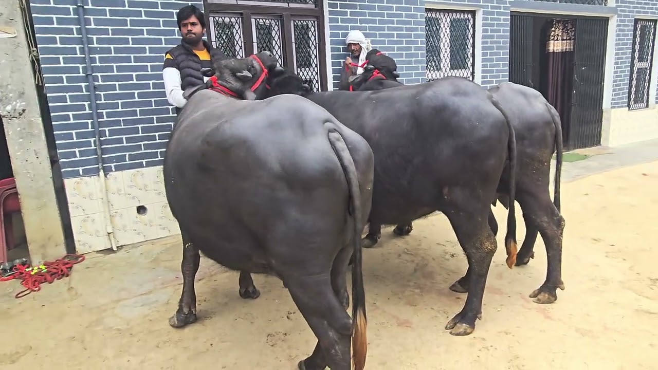 @sameemdairyfarm #youtube #youtuber #yt #youtubevideos #youtubechannel #youtubevideo #baffalo #bull 