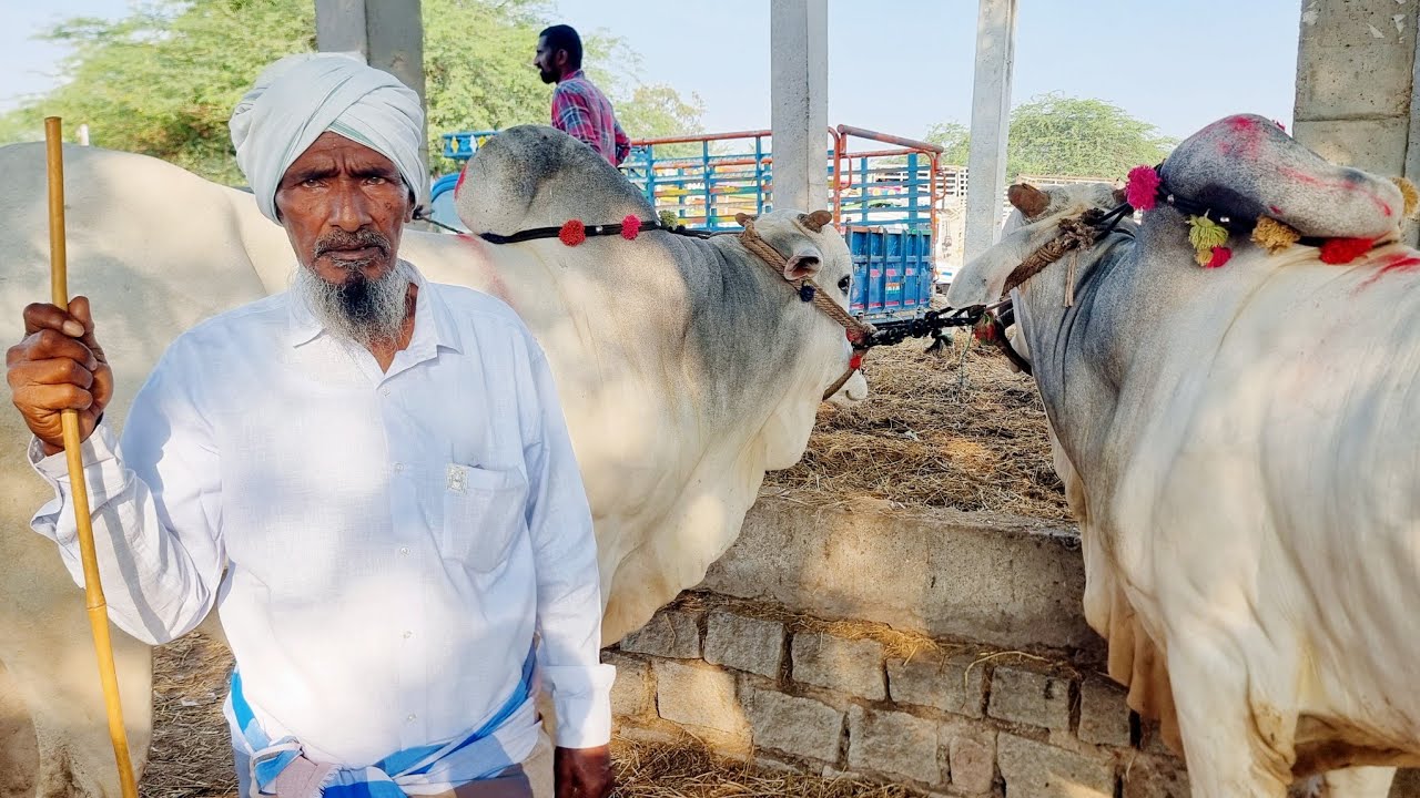 Pebbair market today-pebbair market bulls-pebbair market 2025-pebbair bull market-pebbair santha-ox