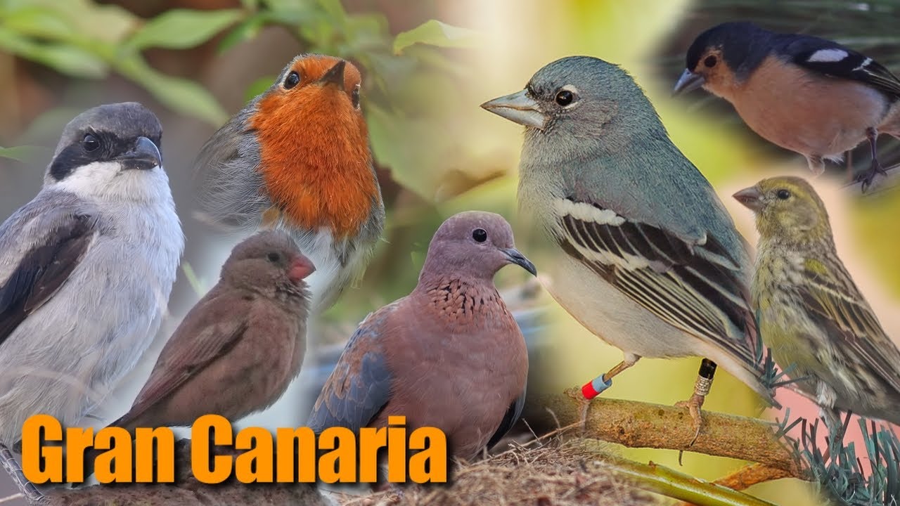 Waar vind je de vogelsoorten van Gran Canaria?