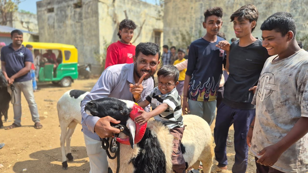 Harihar heavy weight sheep market update Every Tuesday morning bazar Karnataka India