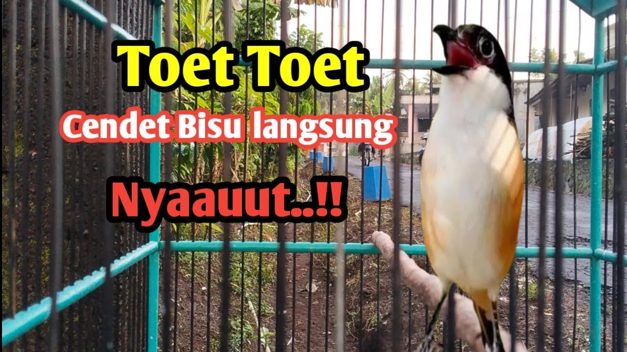 Pancingan Cendet Gacor Dipagi hari Toet Toet langsung NYAUUT.