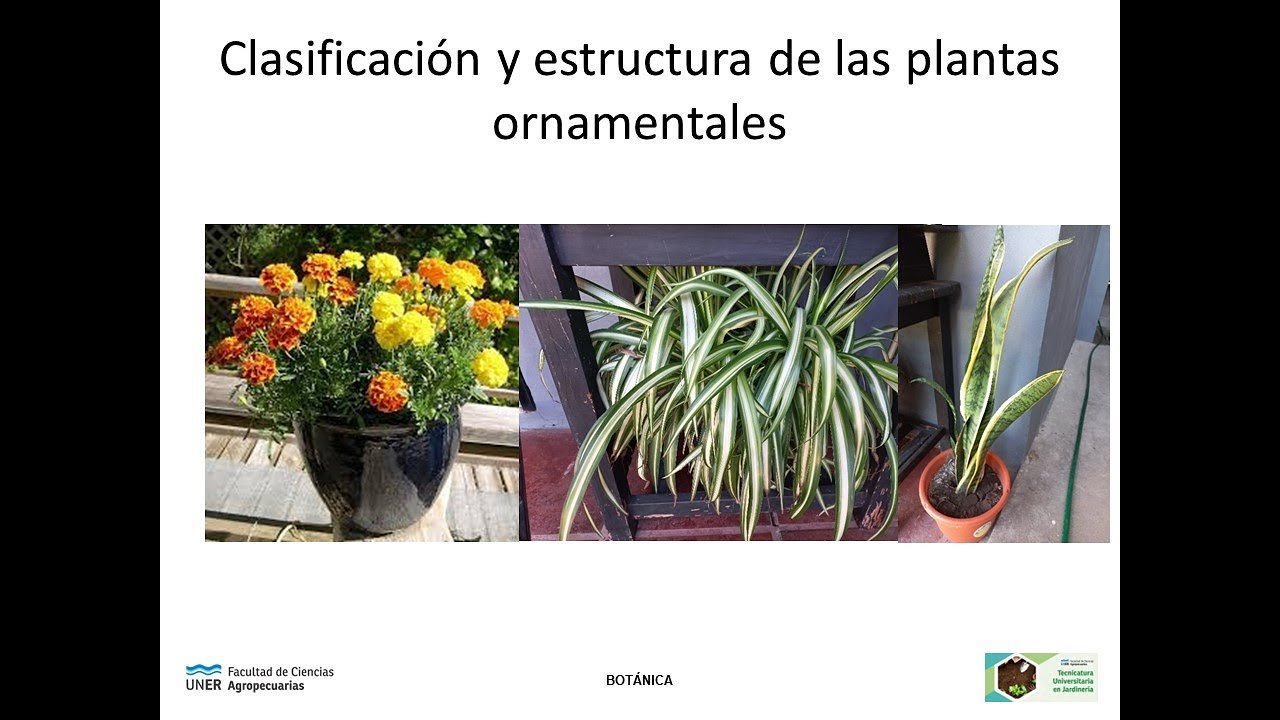 Clasificación de plantas ornamentales