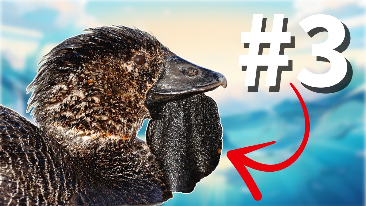 Top 5 MOST Unique DUCKS in the WORLD!