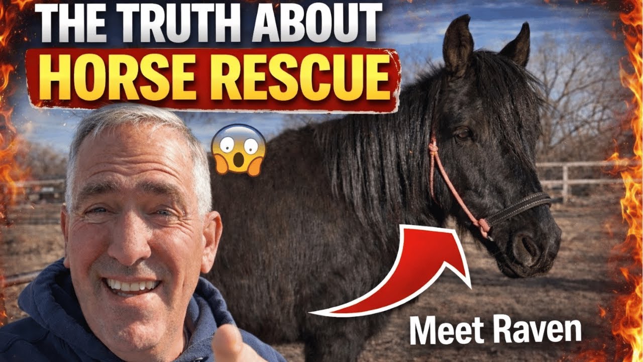 Accused of Lying About a Horse Rescue… Here's The TRUTH! | Raven’s Next Chapter