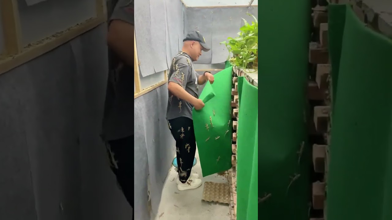 Lizard Farming 😨
