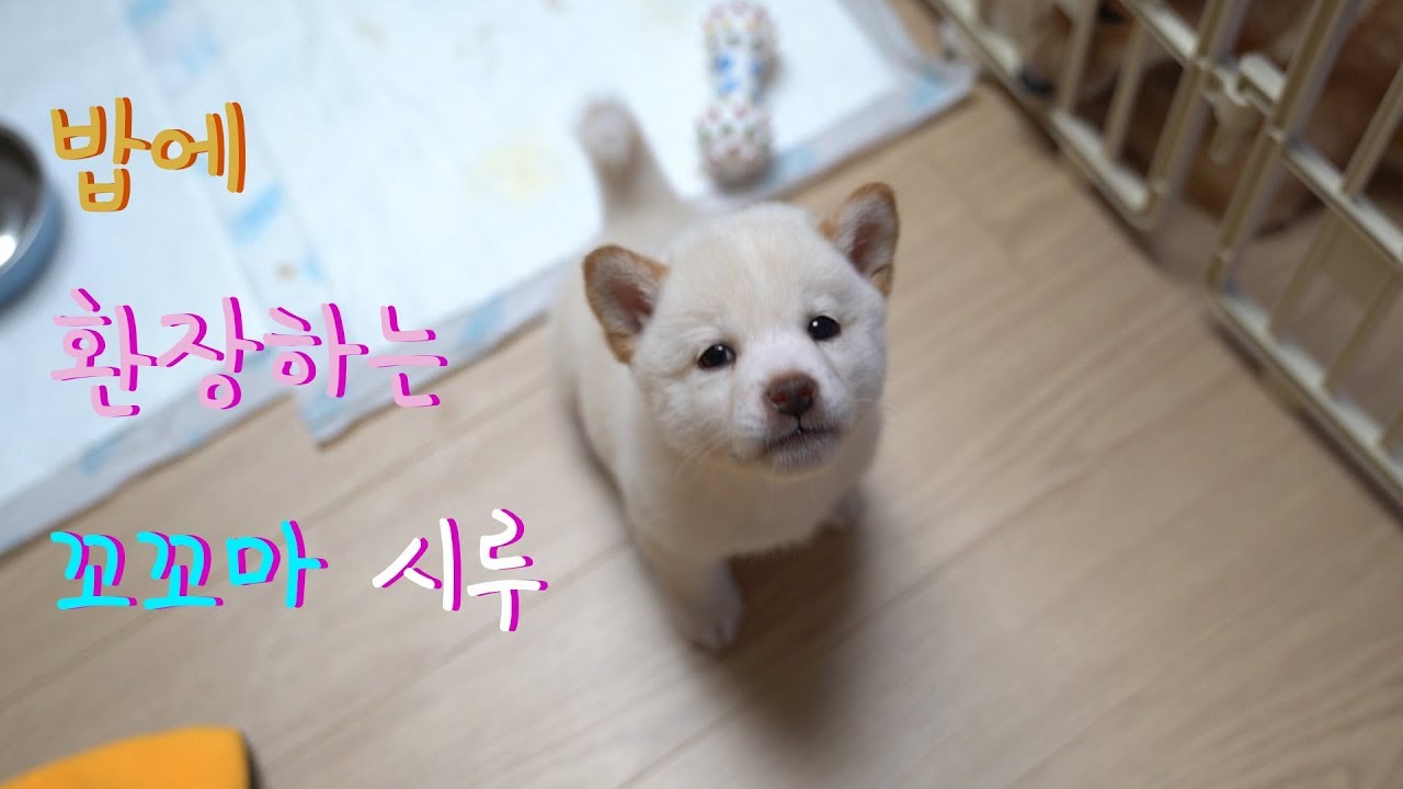 귀염주의/밥에 집착하는 꼬마시루/시바견두마리