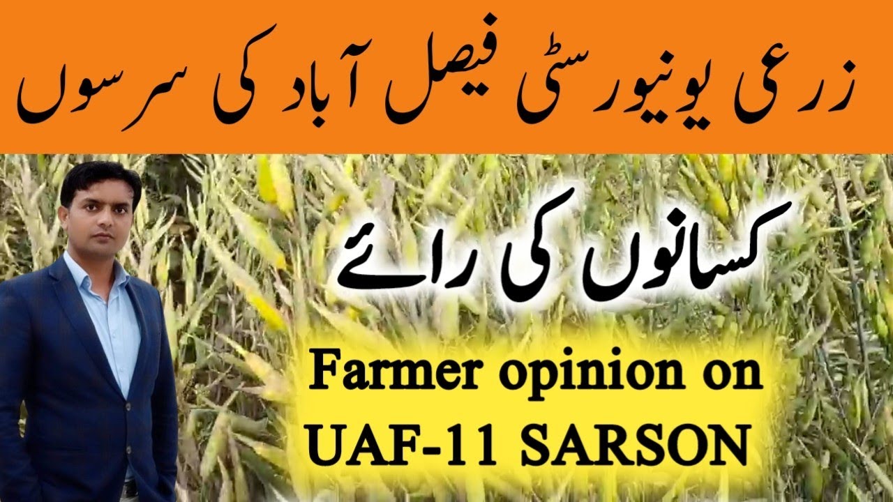 UAF-11 SARSON | Farmer Opinion on UAF-11 | Sarson variety | Raya | Canola | Plant Clinics