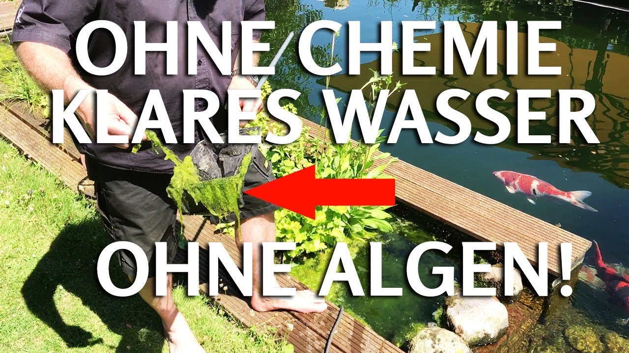 OHNE CHEMIE klares Teichwasser ohne Fadenalgen & Schwebealgen im Koiteich