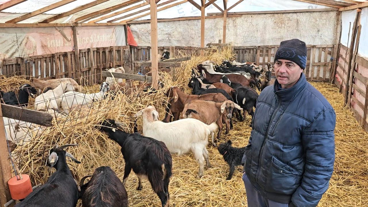 На ферме Джорджика козы, овцы, буковинские пастушьи собаки и домохозяин.