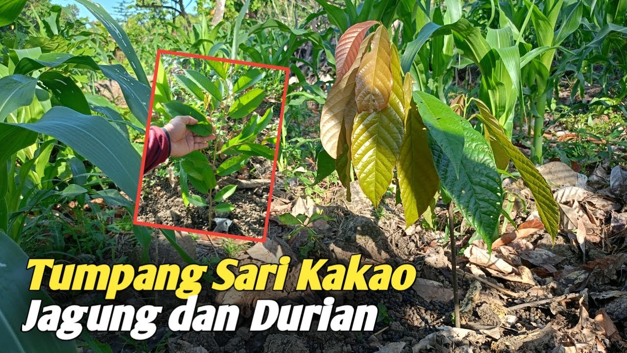 Kebun Kakao Dengan Sistem Tumpang Sari !
