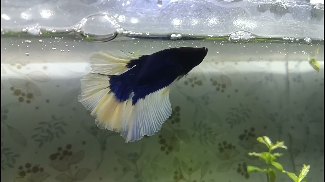 Our new Betta fish blue and white tail full moon bubbles nest kept