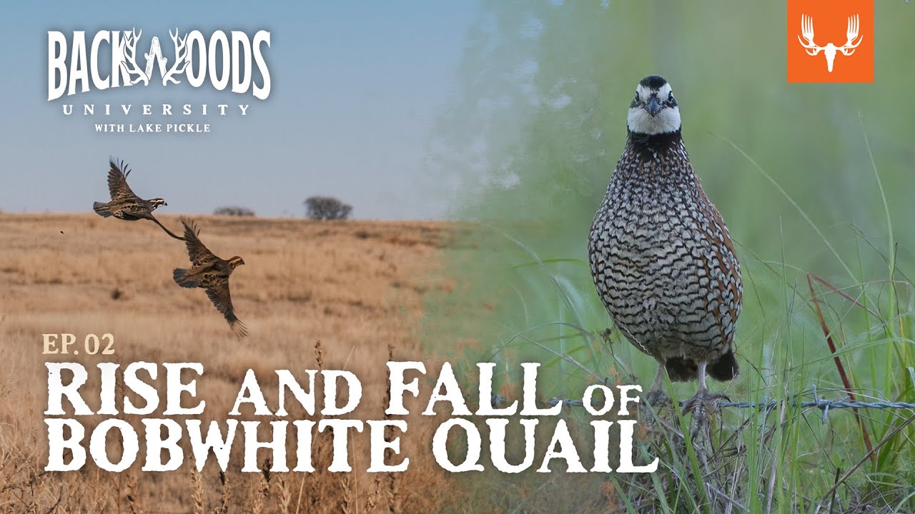 The Rise and Fall of Bobwhite Quail | Backwoods University Ep. 2
