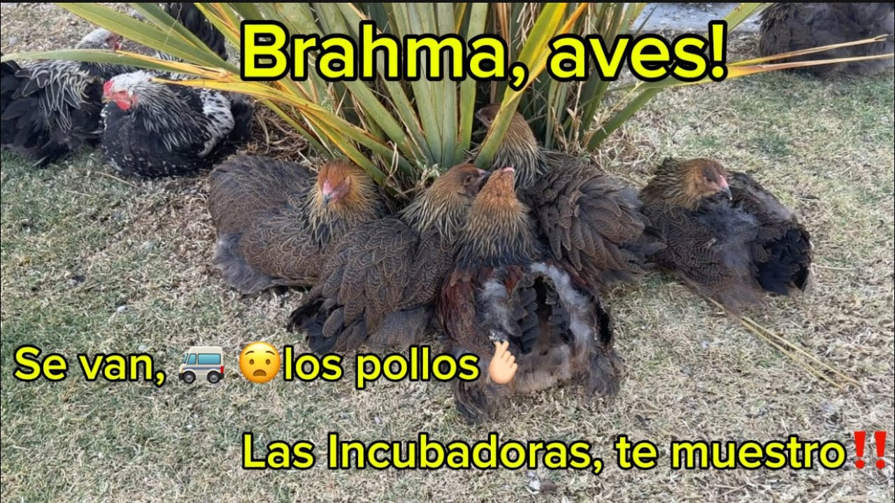 Les muestro mi cuarto donde están mis incubadoras 🥚| Las crías de brahma 🐓se van a otros Lugares 