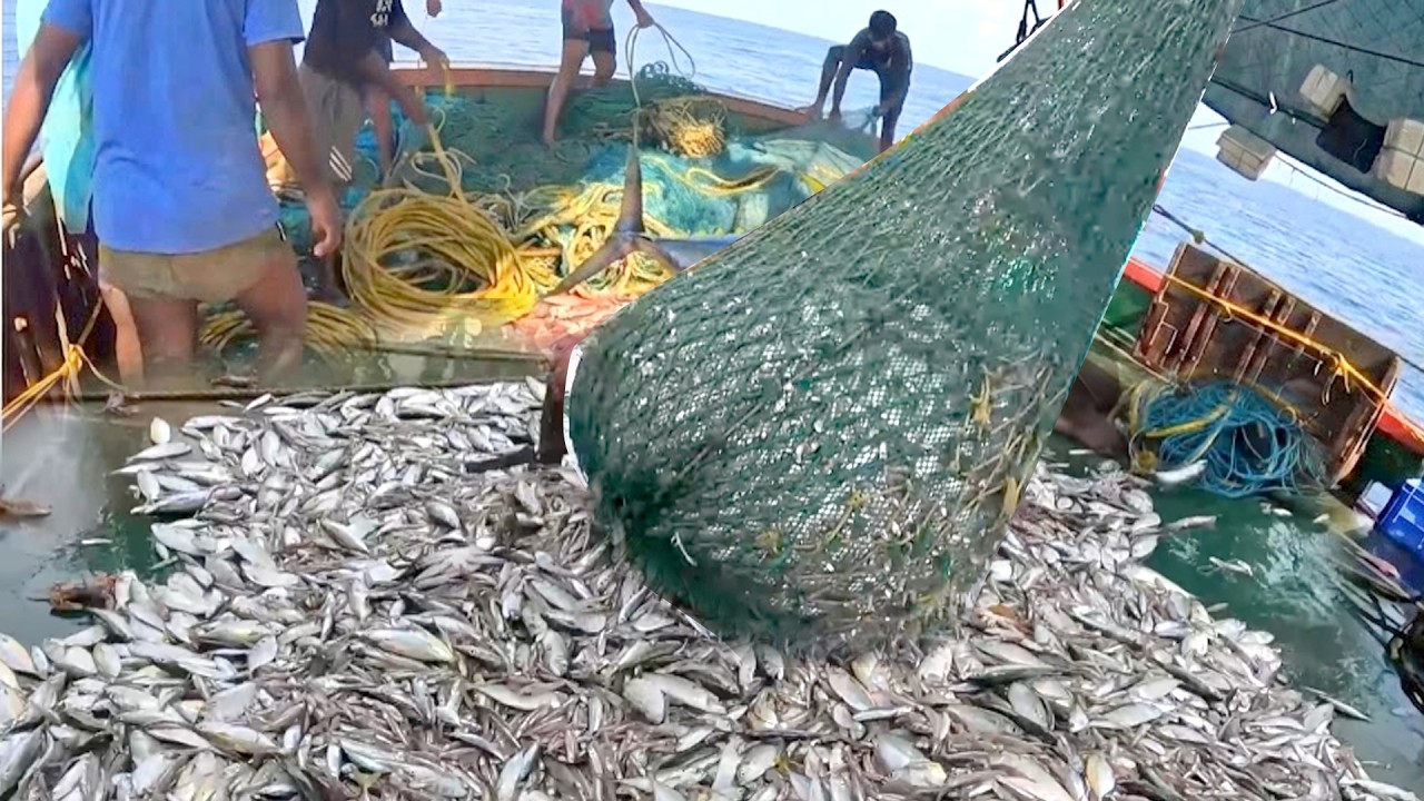 INCREDIBLE CATCH | Non-Stop Fishing Action | Trawl Fishing in Trawl net boat