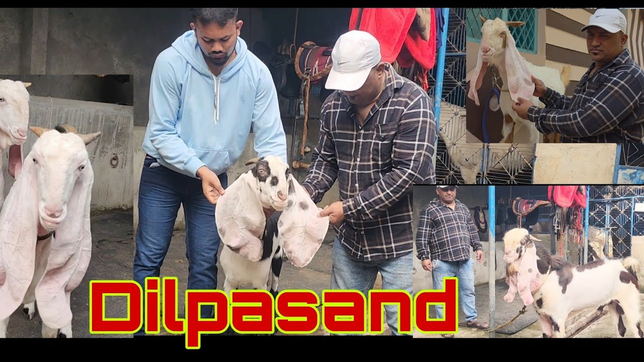 Elephant Ears Dekho Bakro Main | Nasal Samalna Bohat Jarrori | Asif Bhai Dilpasand Hyderabad Setup.