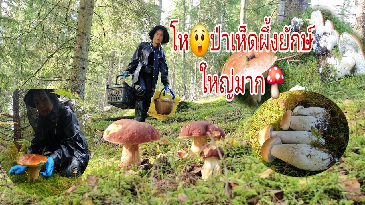 ป้าดโพดโพเห็ดผึ้งป่านี้มีแต่ขาใหญ่ๆแน่นๆ🍄🍄😲🍄🇸🇪