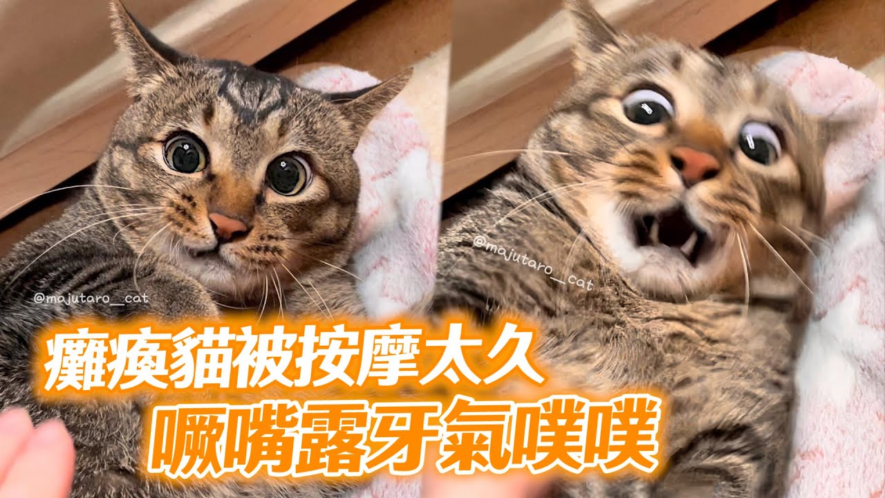 癱瘓貓被按摩太久氣噗噗！　噘嘴露牙耍狠...媽反被萌翻｜表情｜寵物｜搞笑