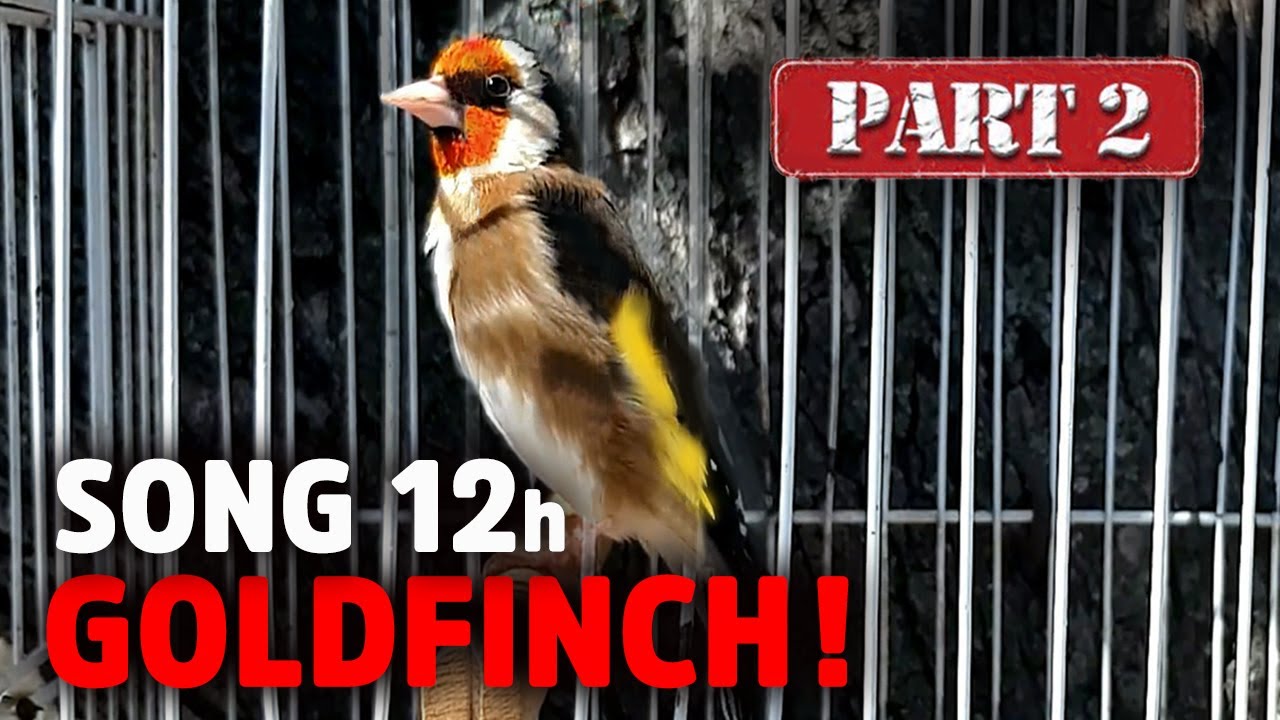 GOLDFINCH 12h Training Song - Amazing Bird (Part 2) - goldfinch singing training