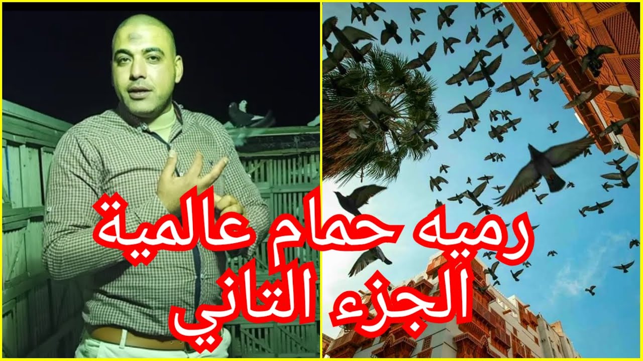 شاهد المتعة و الاثارة بالاسكندرية فى رد رمية الحمام  حاجة عالمية بجد #حمام#المحترفين