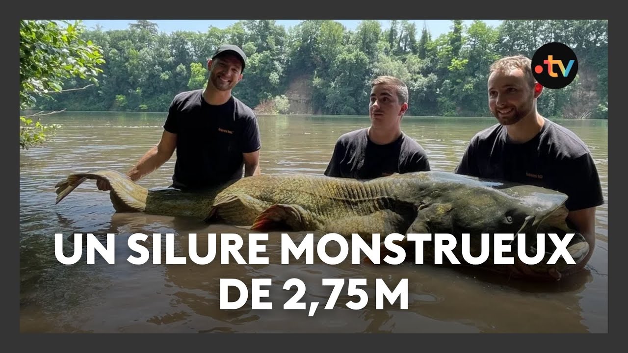 Un silure de 2,75m p&ecirc;ch&eacute; dans le Tarn : le record de France battu par 3 influenceurs