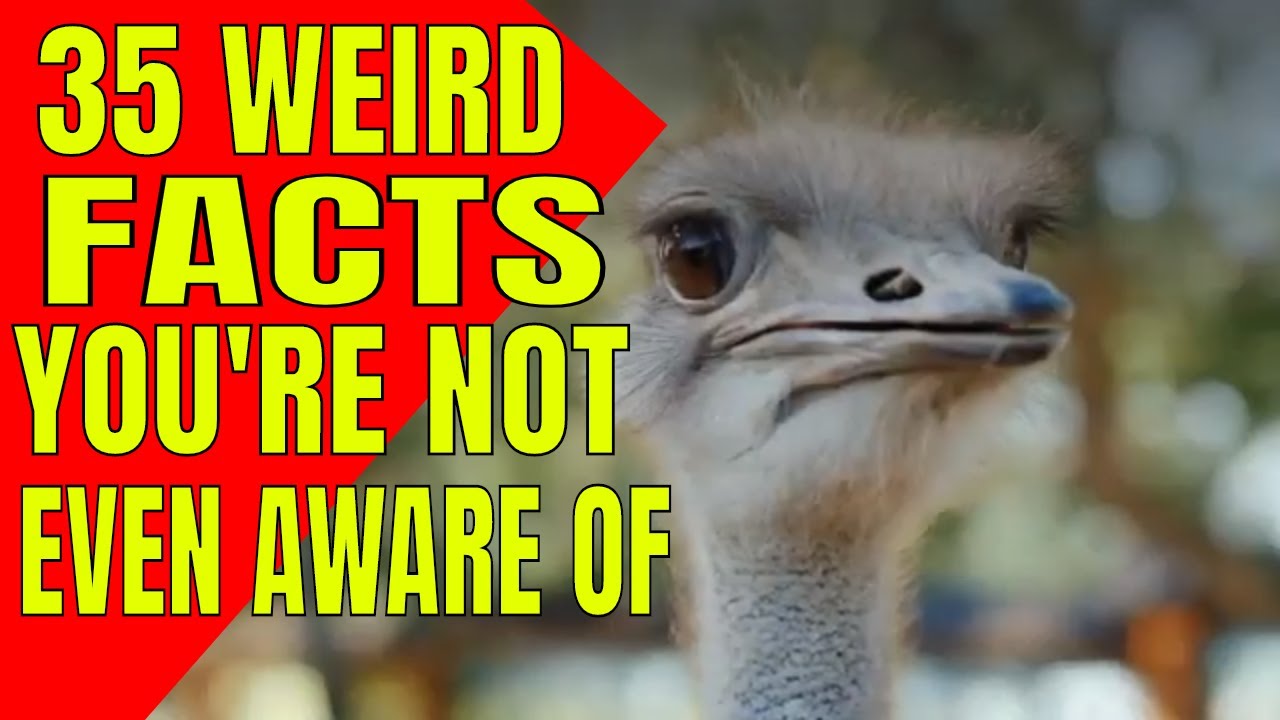 35 Weird Facts You Never Heard Of | Weird Facts About The World -  Facts About The World