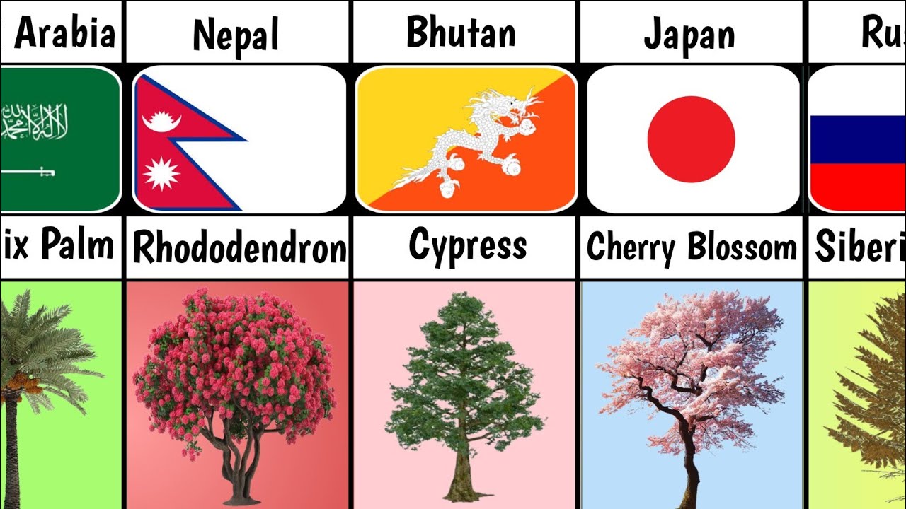 National Trees From Different Countries