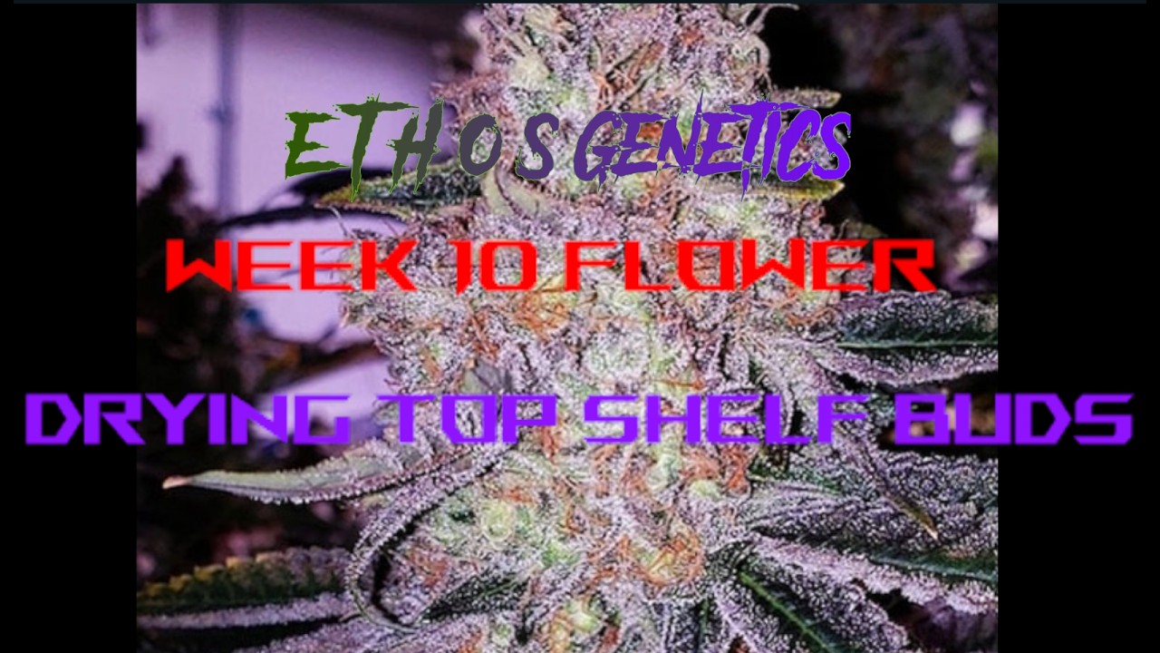 Week 10 flower Ethos Genetics Lilac Diesel 22 x Purple Sunset 🪓 Day 1 Dry