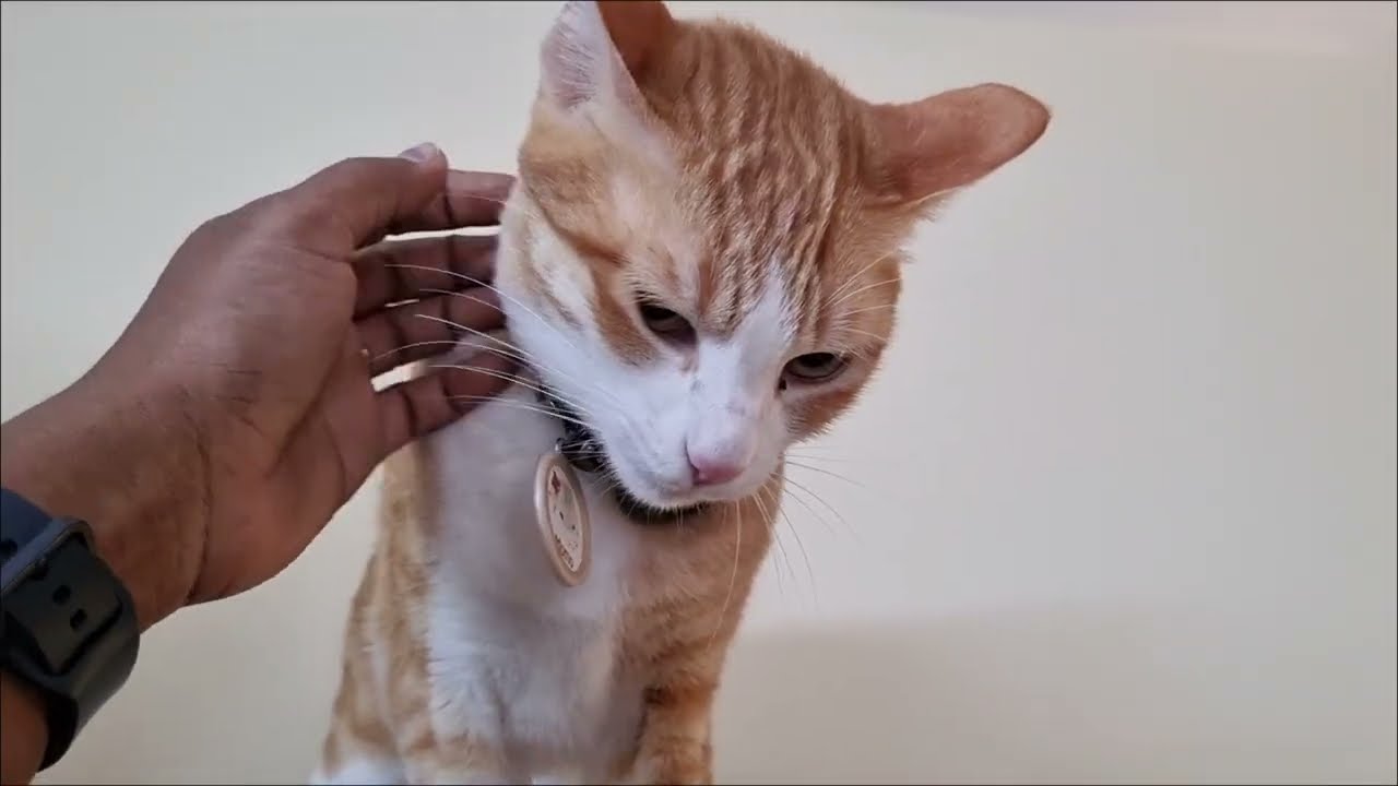 Funny cat Sisters Nuri & Momo's 8th stay compiled moments ❤️🧡 #cat #catvideos 