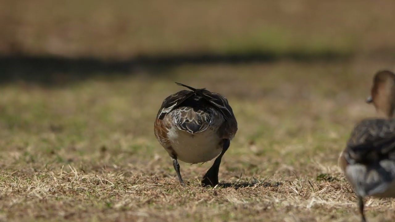 Today's duck(from their eye point)