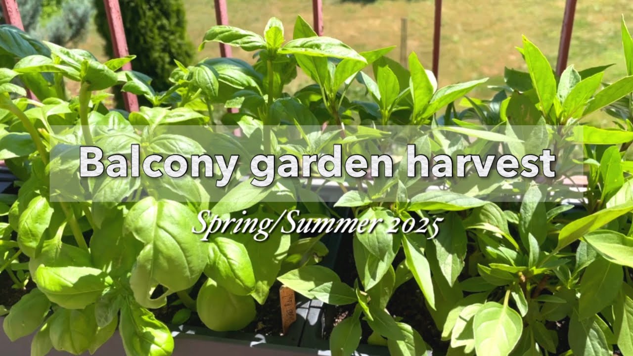 Balcony garden harvest, rain ASMR - Spring/Summer 2025 | #46 Life in Germany