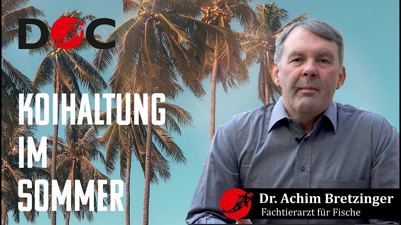 Koihaltung im Sommer - Tipps vom Koidoc in der heißen Jahreszeit