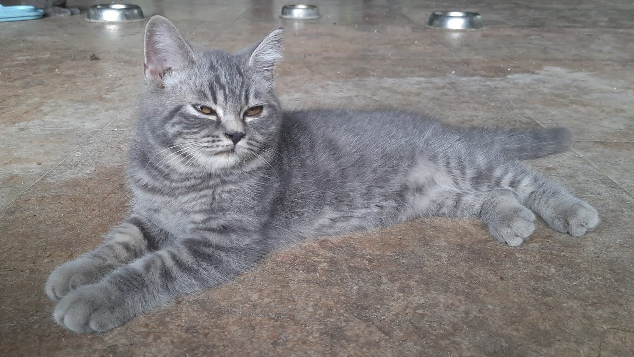 Sihitam cemani sudah besar dan aktif bermain sama saudaranya