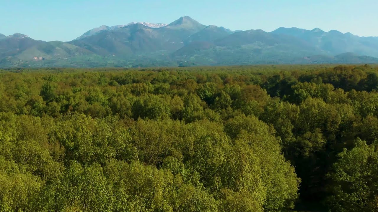 Fol&oacute;&iuml; (Foloi) oak forest, Elis, Peloponnese, Greece. 4K DJI Drone/ OSMO