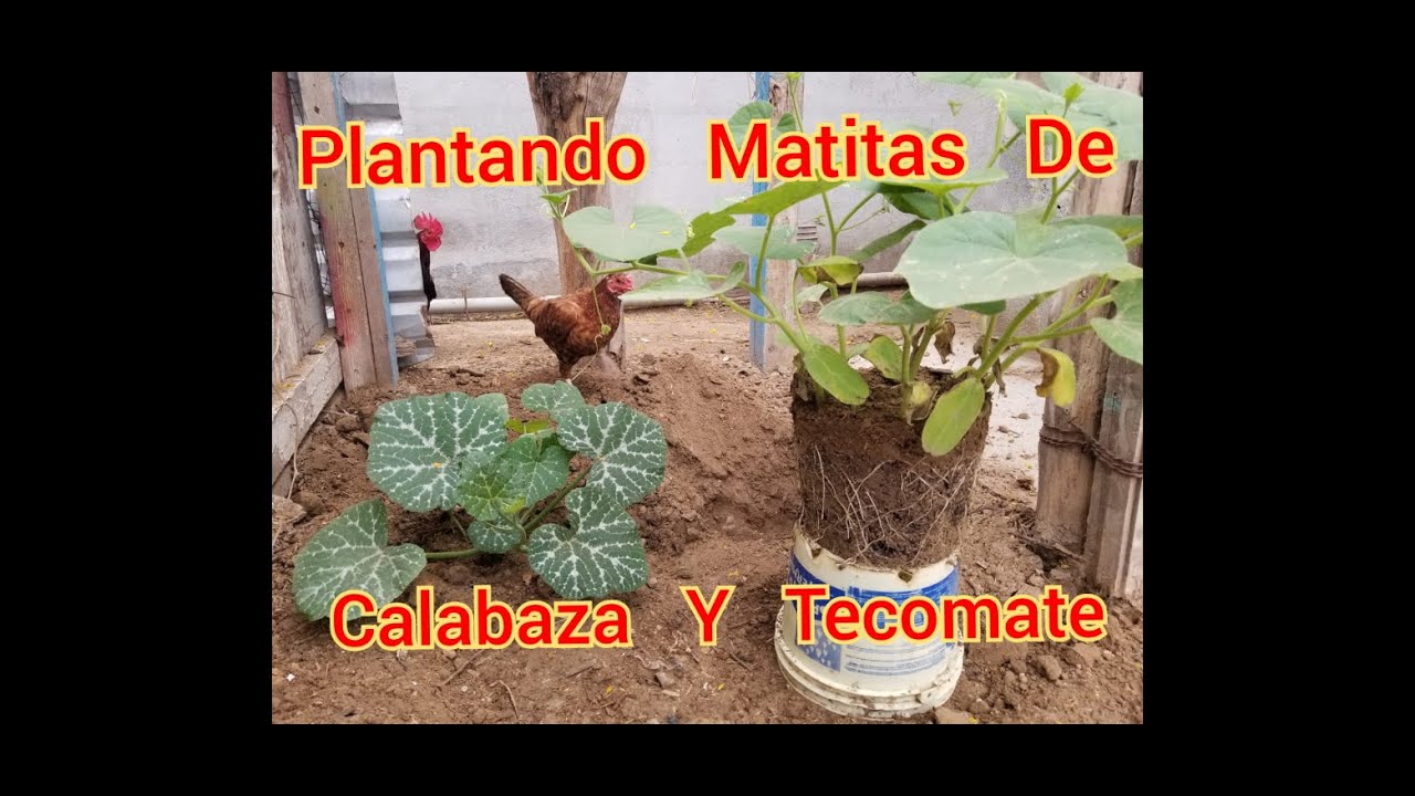 Plantando matitas de calabaza y tecomate.