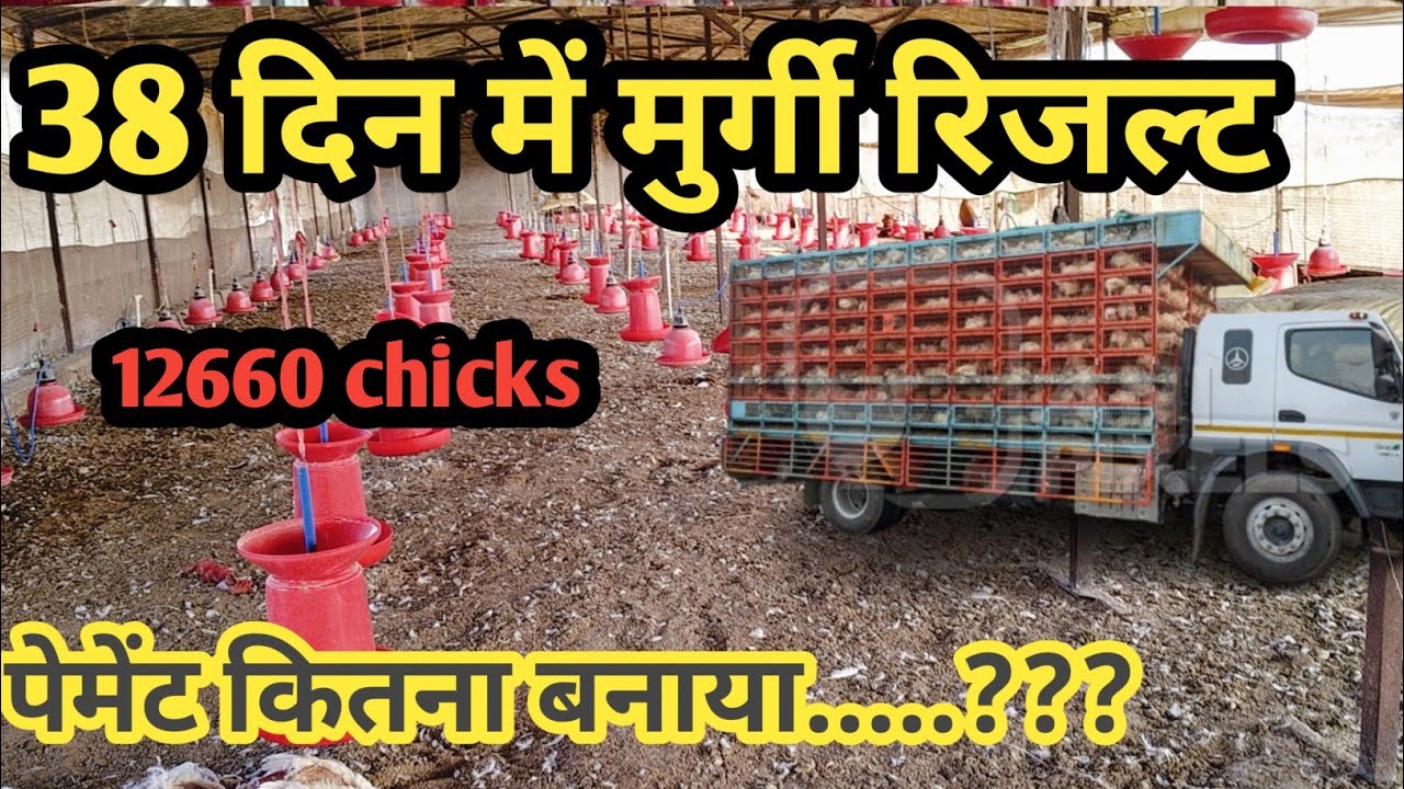 38 din mein murgi ka result 12660 World ka payment aaya
