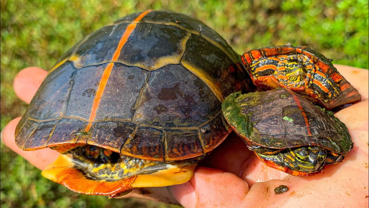 Search for the Southern Painted Turtle!! More south Mississippi turtle action!