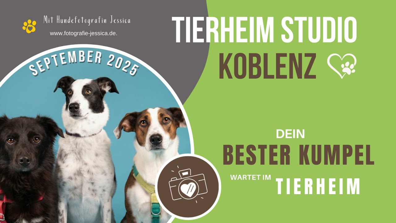 Tierheim Studio Koblenz 💯😍🐶📸 Teil 2 - Klara, Kira & Ella in 4K