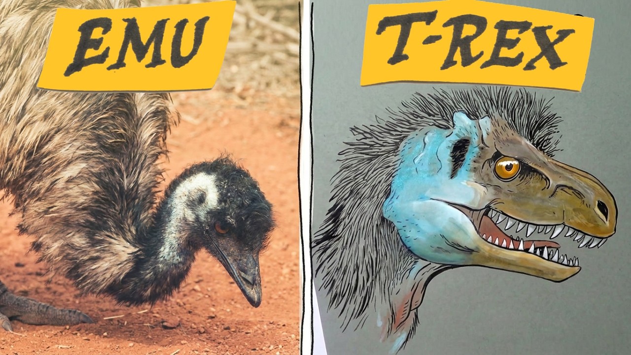 Drawing a Tyrannosaur with Feathers