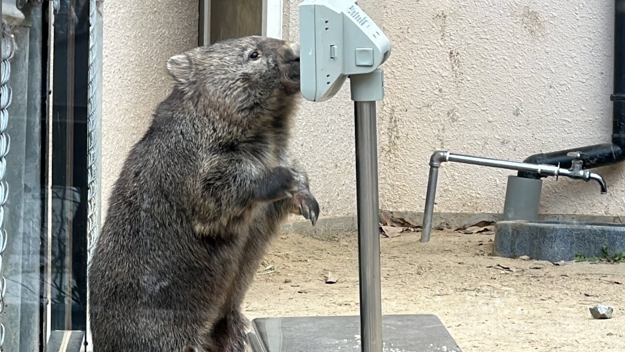 ウォンバットのフクちゃんと体重計(五月山動物園)
