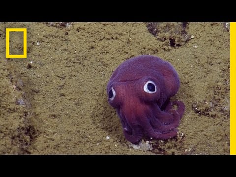 Очаровательное морское существо с выпученными глазами загадка для учёных | National Geographic