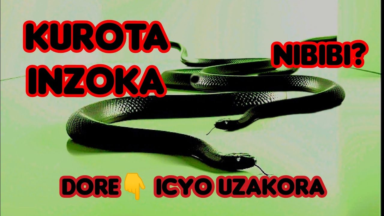 Inzozi zose zo kurota inzoka dore icyo zisobanuye #0780007608
