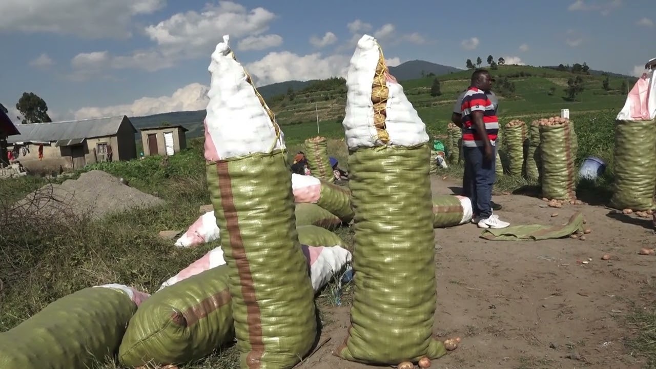WAKULIMA WA VIAZI MBEYA WALIA NA LUMBESA