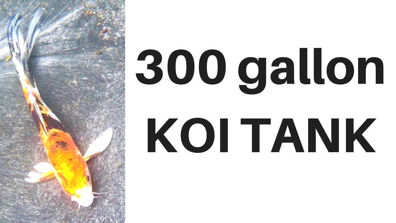 Koi in 300 Gallon Stock Tank Pond; Butterfly Koi