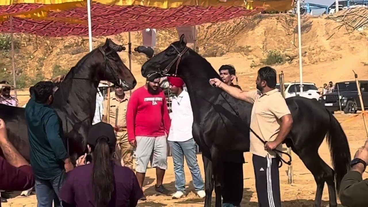 Pushkar ￼￼horse mela #enjoy #pushkar #horse 