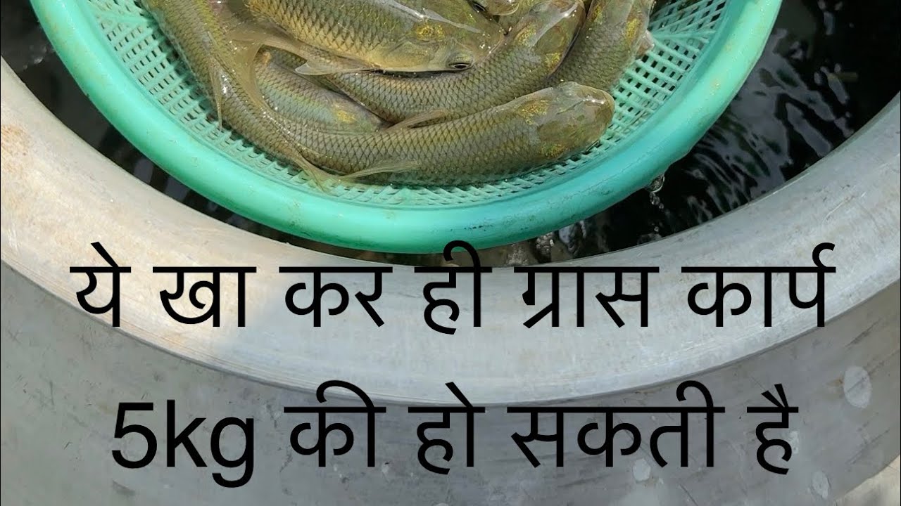 ग्रास कार्प को ये खिला कर 5kg तक क्या जा सकता सकता है | grass carp food #fish #grass #bihar #fishing