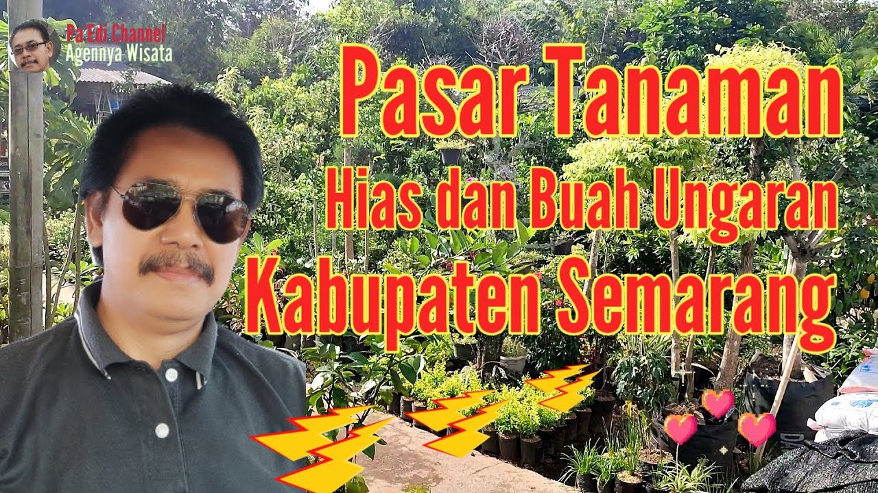 Pasar Tanaman Hias Dan Buah Ungaran Kabupaten Semarang ~ Pa'Edi Channel