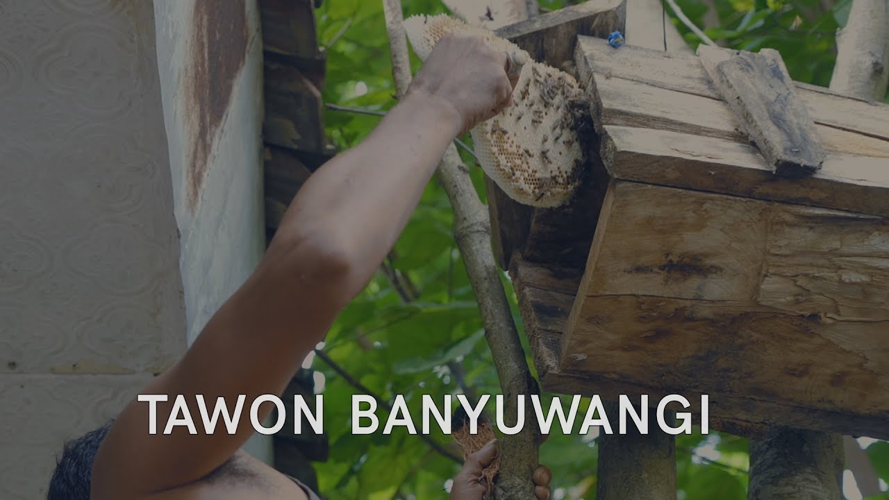Makan Tawon di Banyuwangi - Kuliner Ekstrim
